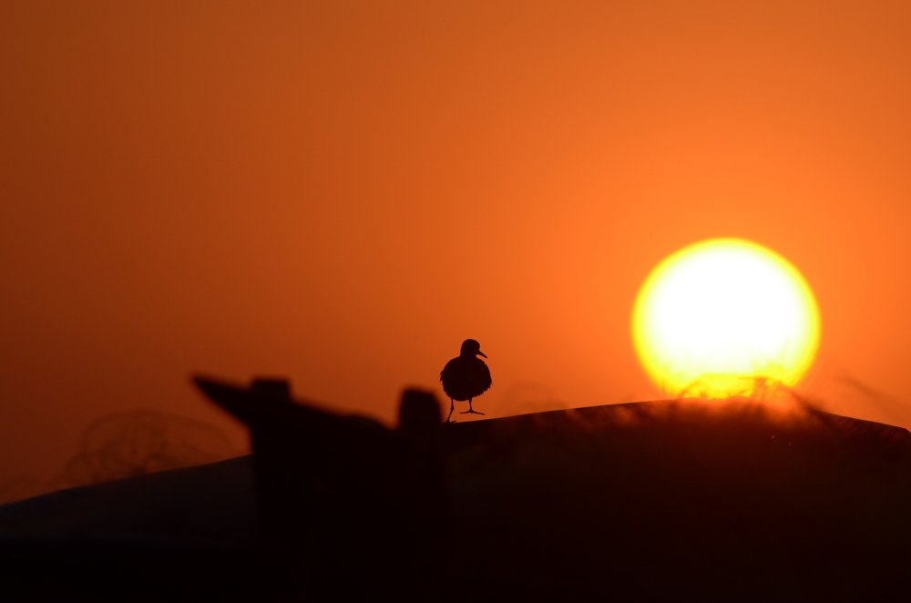 Alone to be at Sunset