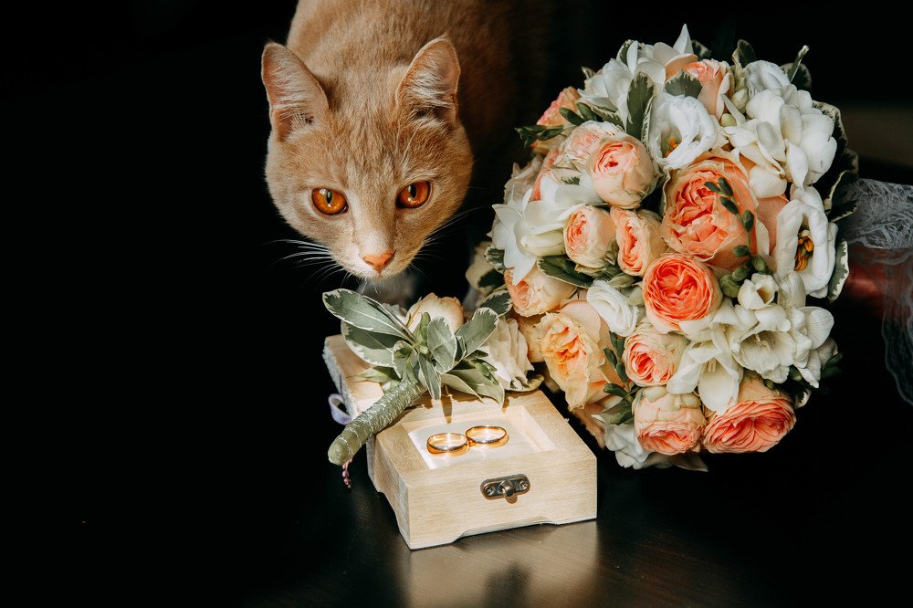 Важный гость