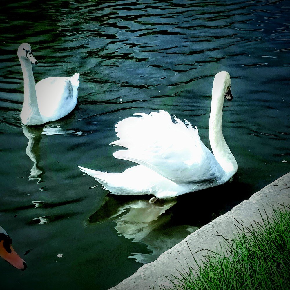 Royal Swan's