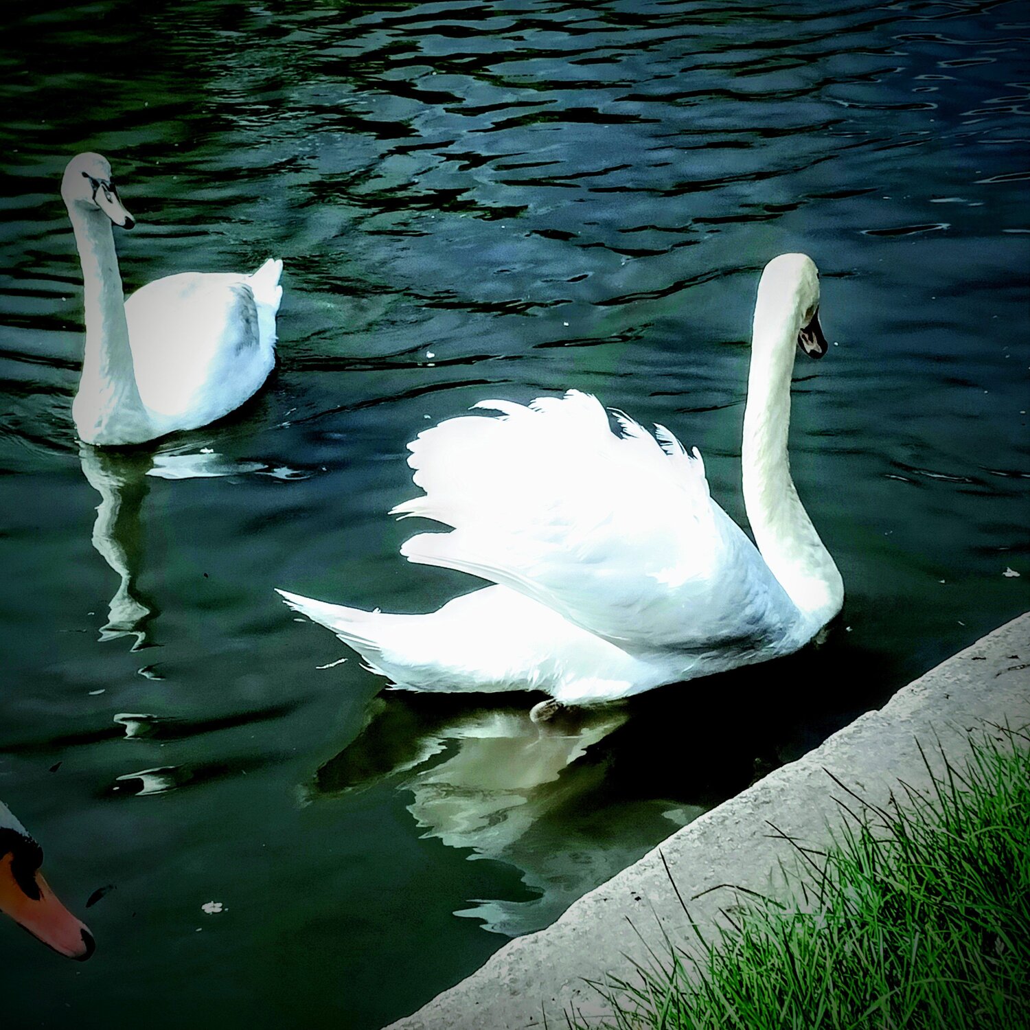 Royal Swan's