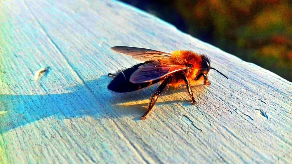Honey bee
