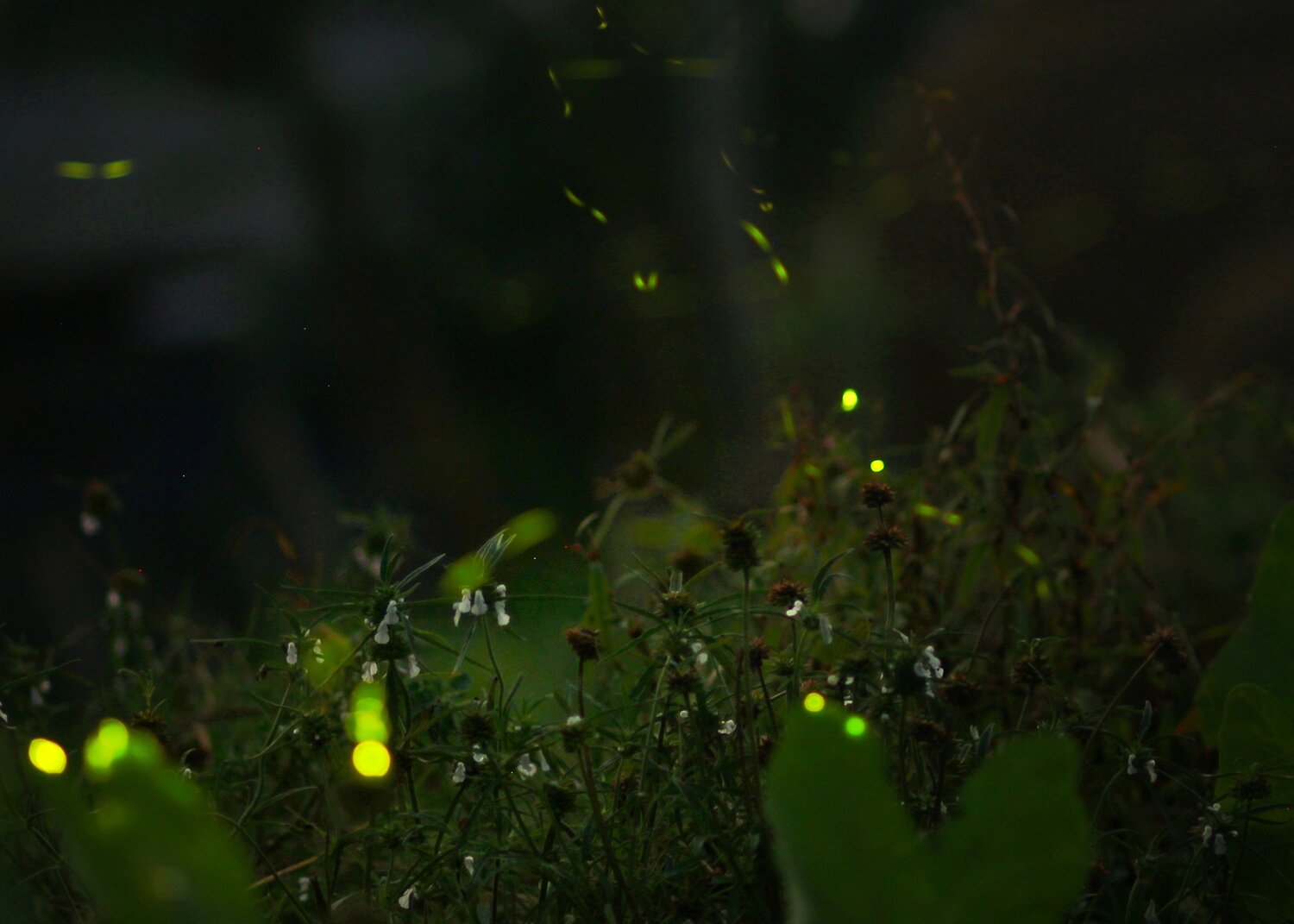 Fire fly