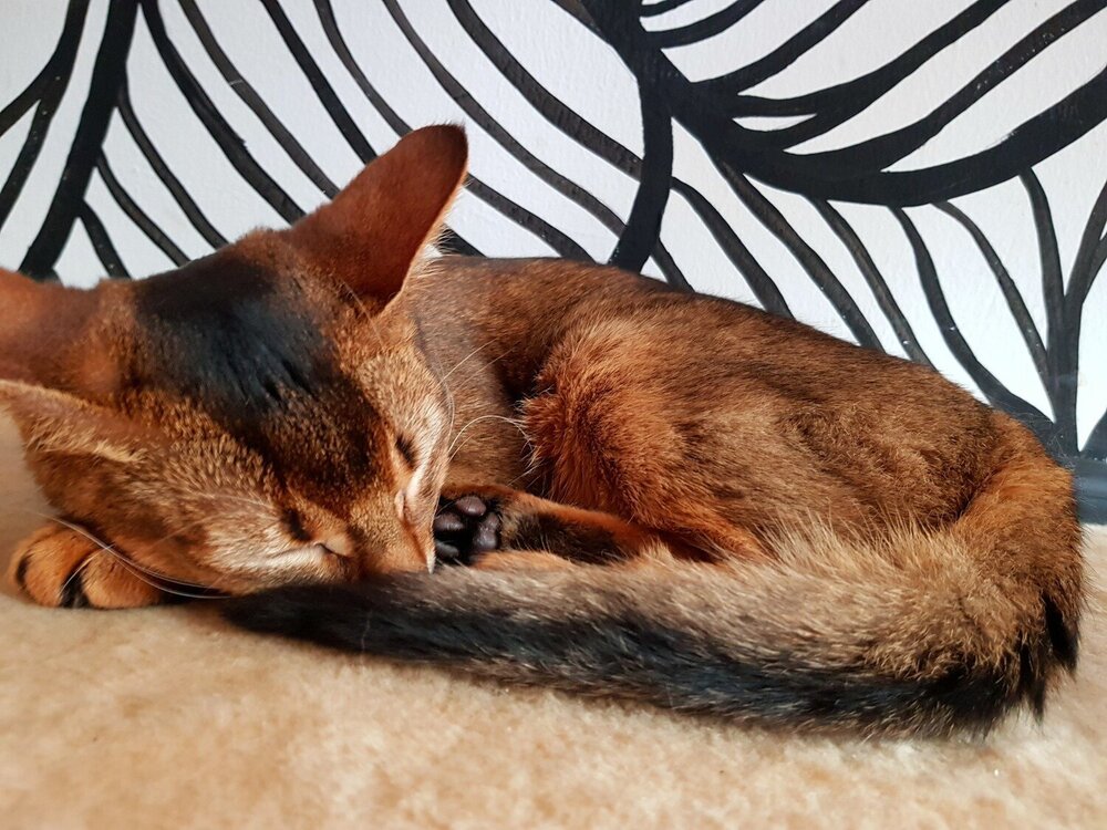 кот