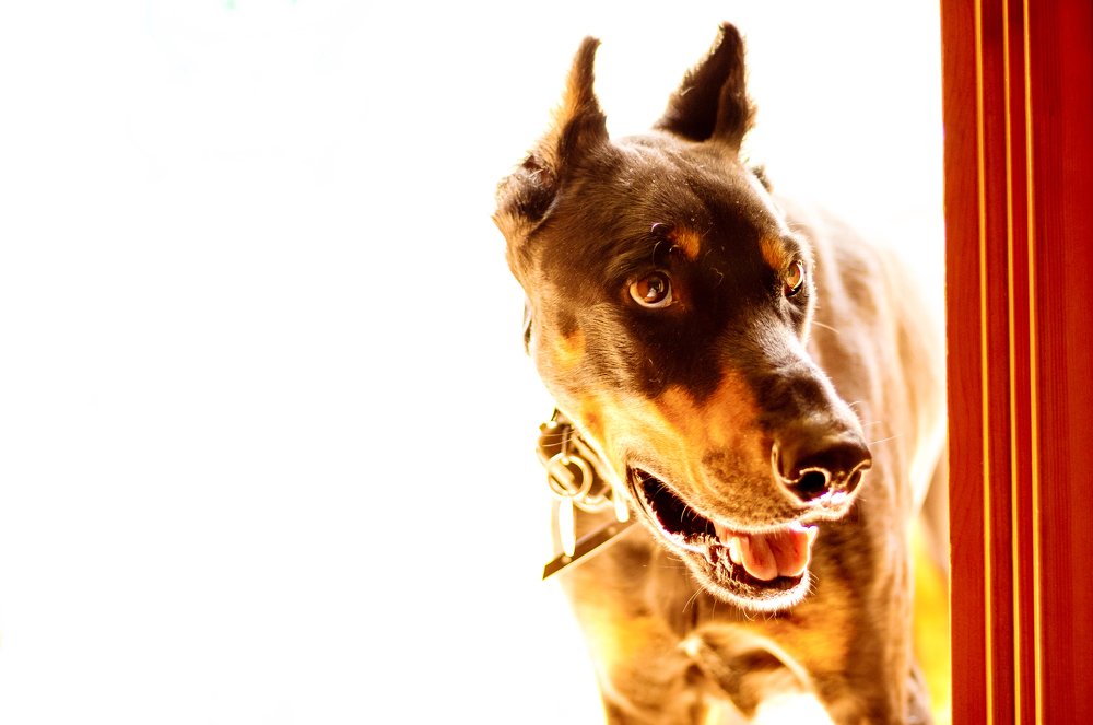 Я на солнышке стою...