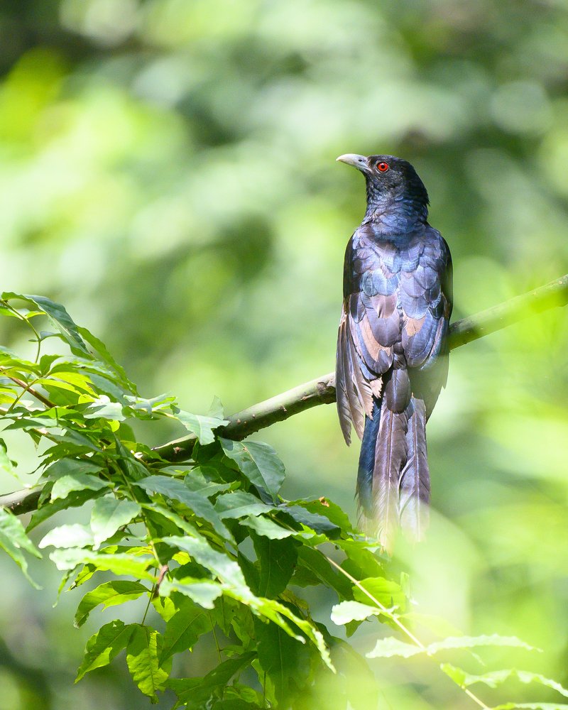 Asian Koel