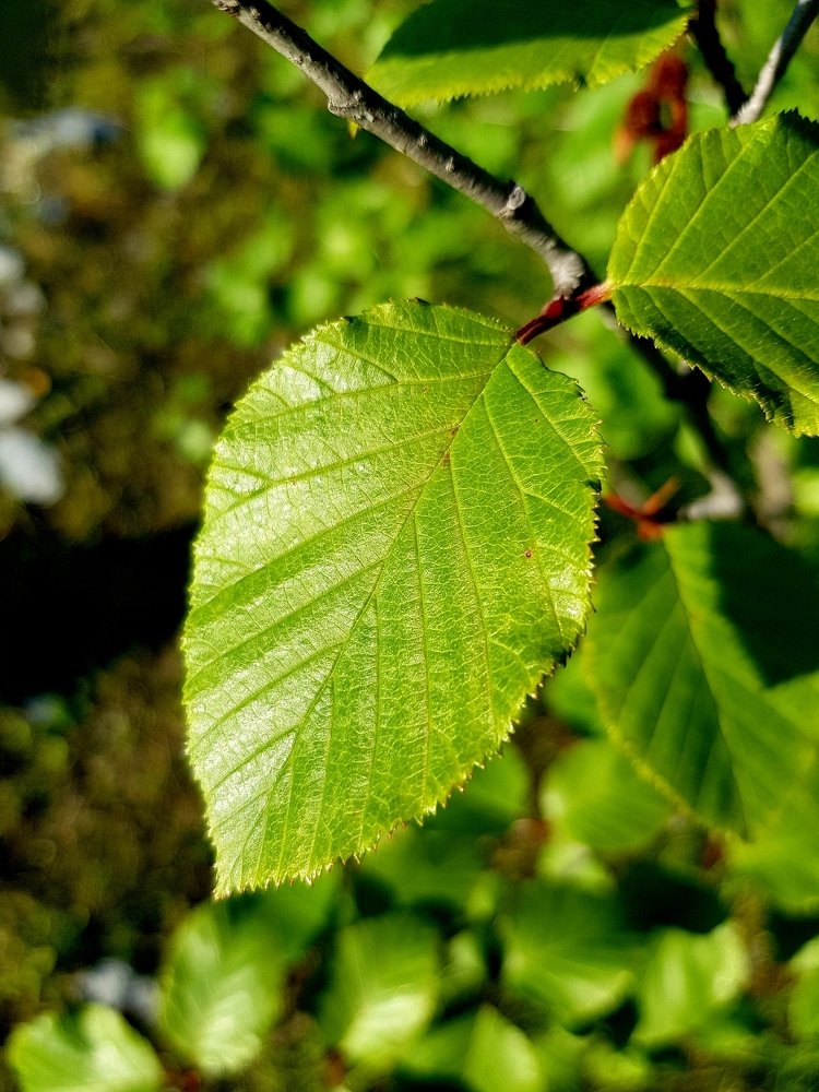 Photograph by Сергей Цыганков