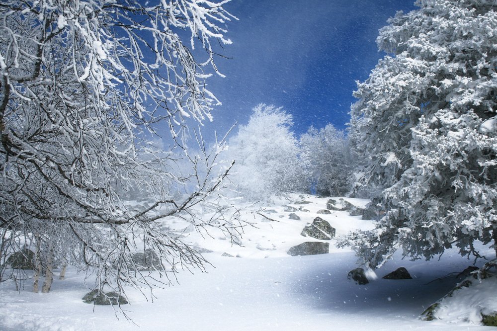 Дунул ветерок...и вся красота разлетелась