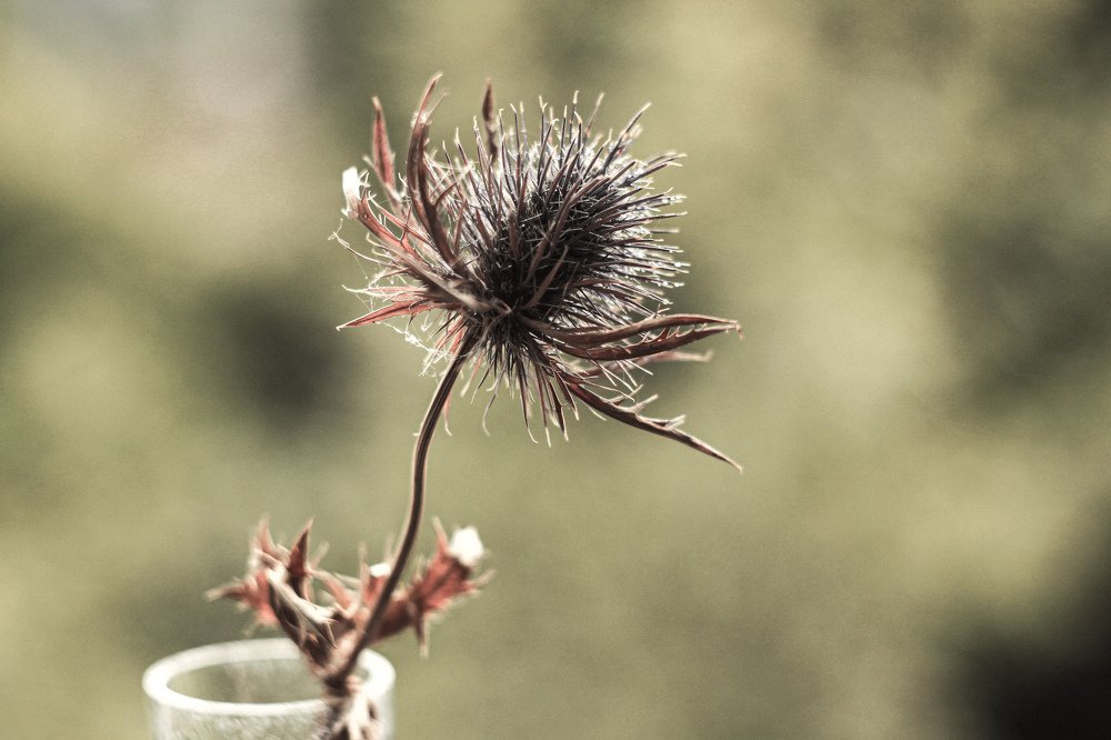 Синеголовник (эрингиум).