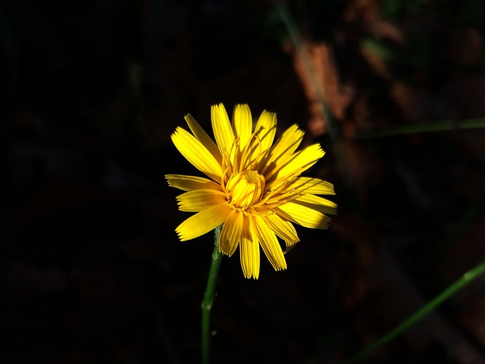 Лучик света