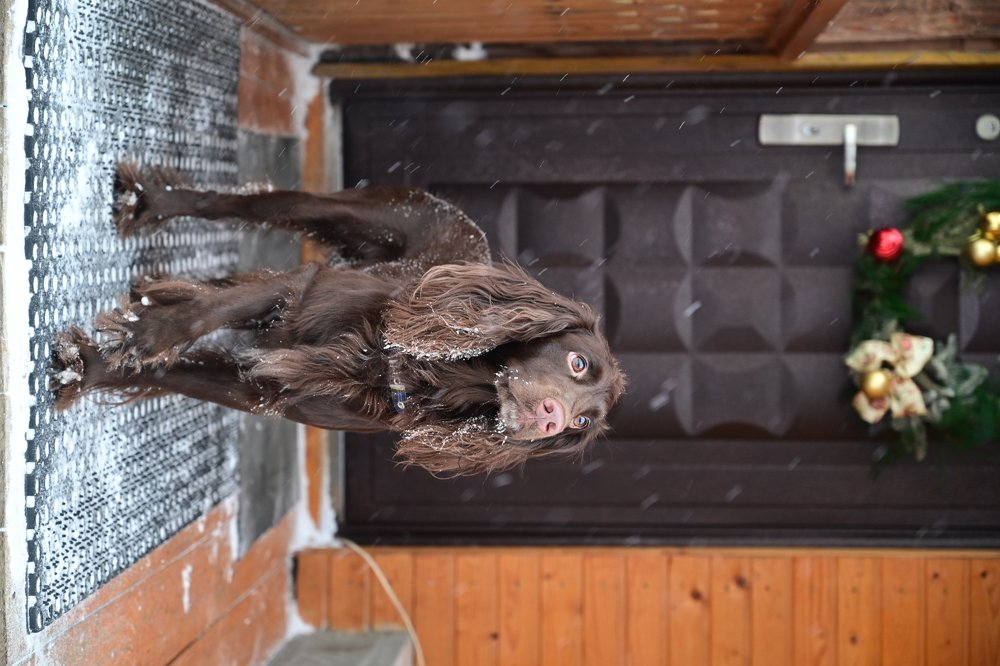 Рождественский подарок