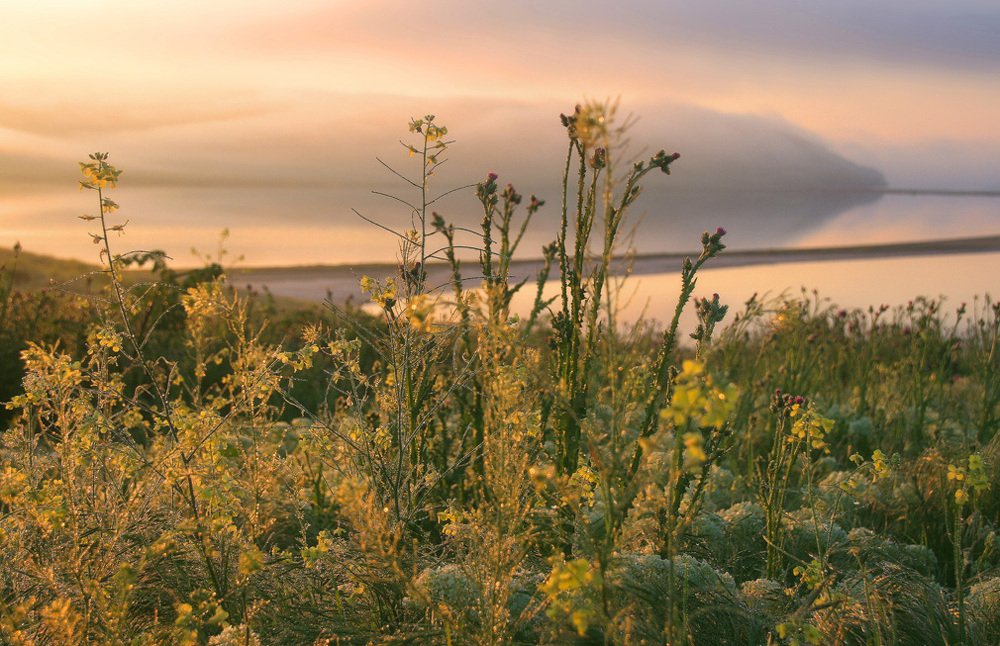 Утренние росы