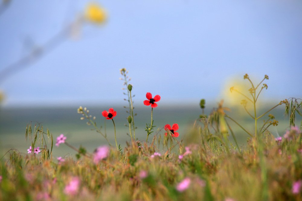 Три сестрёнки в степи