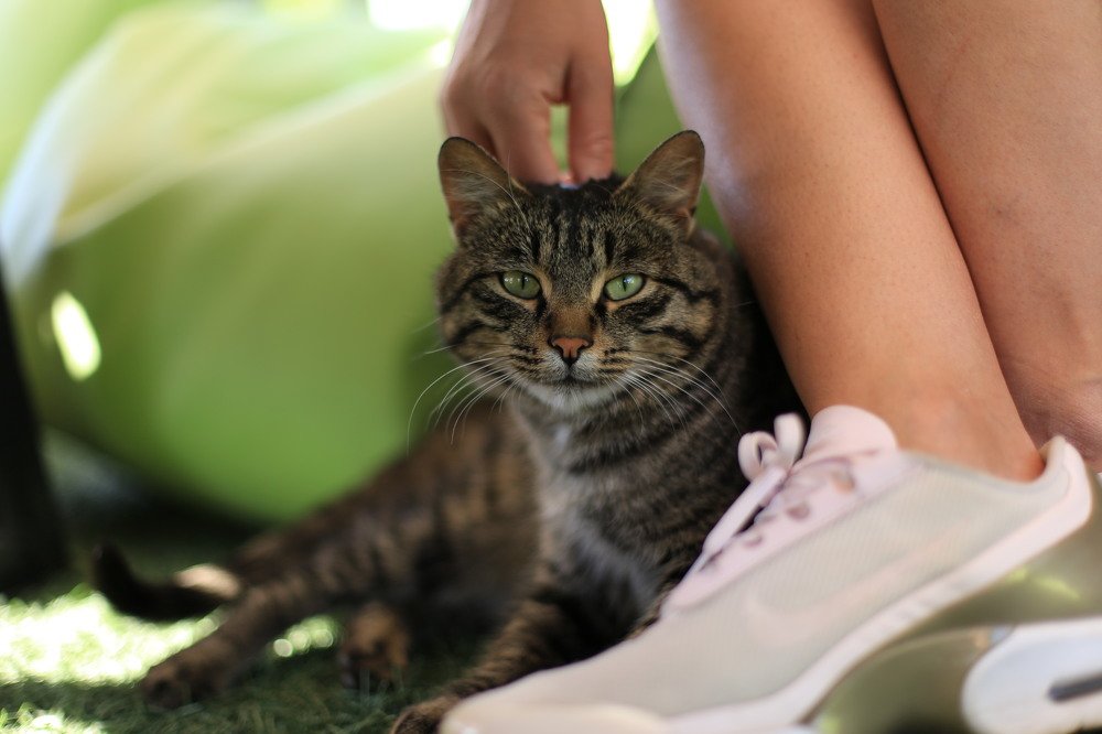 Кот который живёт в горах