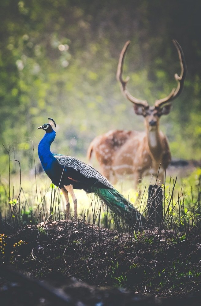 Come here to live with me