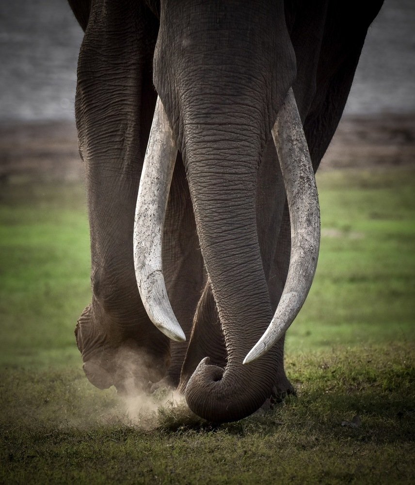 This wildness is their beauty