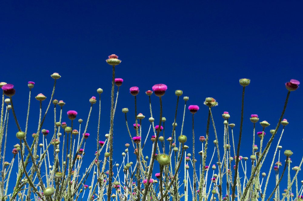 Фотография автора taher sabahi