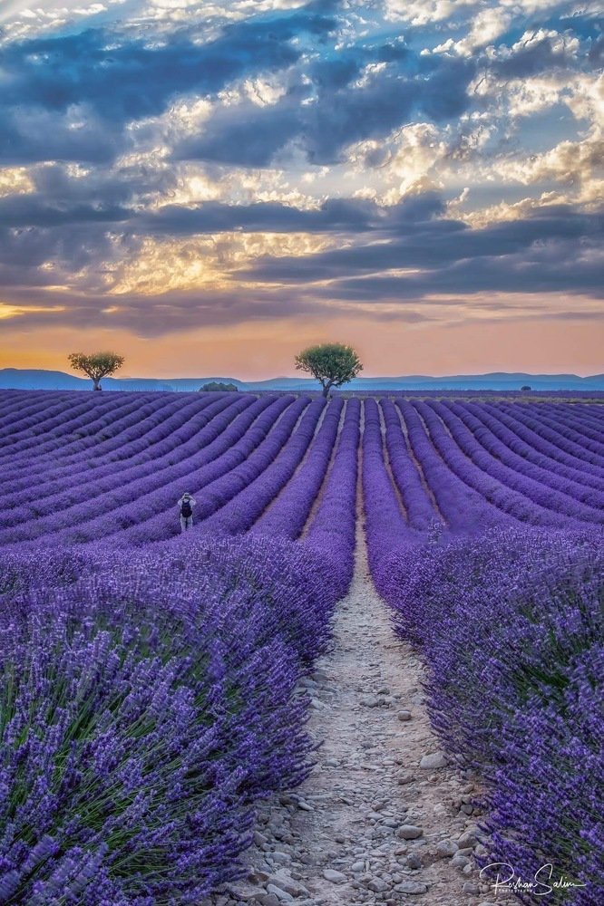 Lavender fields of valensole