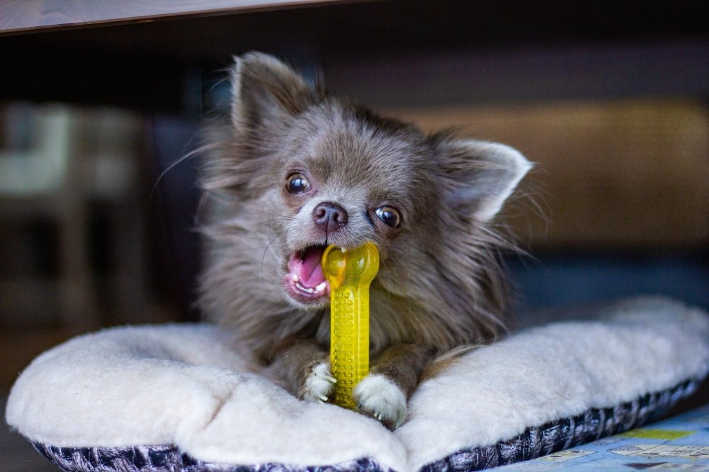 Голод не тётка