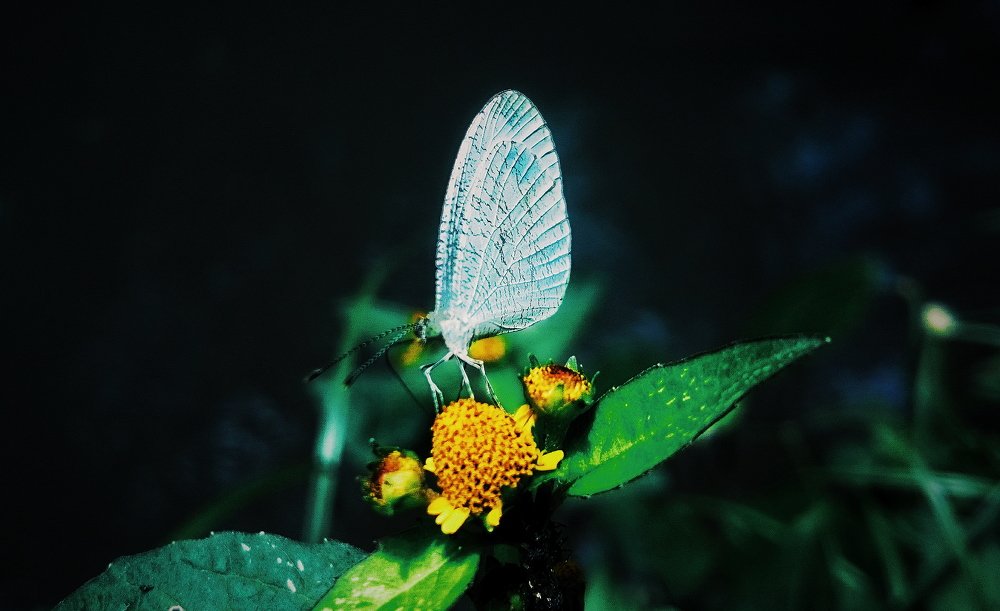 Butterflies in the afternoon