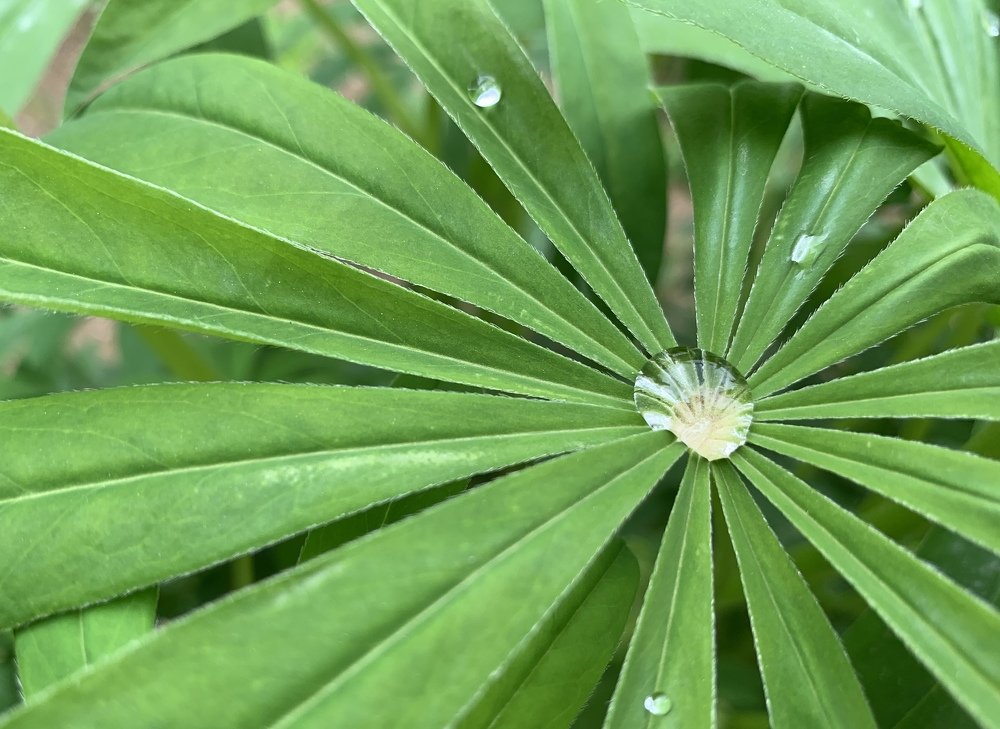 Капли после дождя