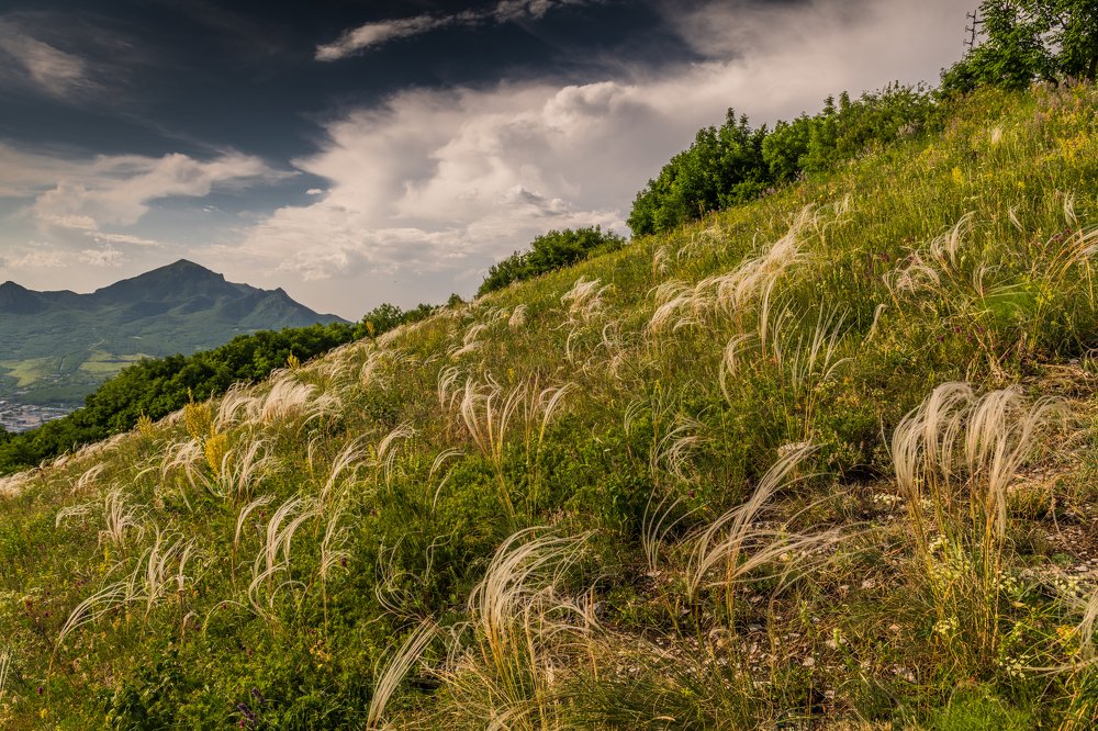 Заливные луга