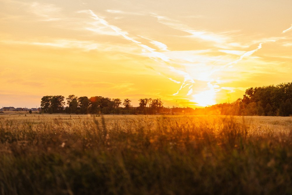 Закат в пшеничном поле
