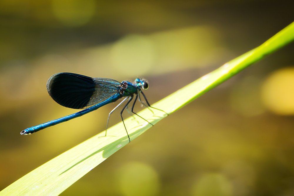 Красотка девушка