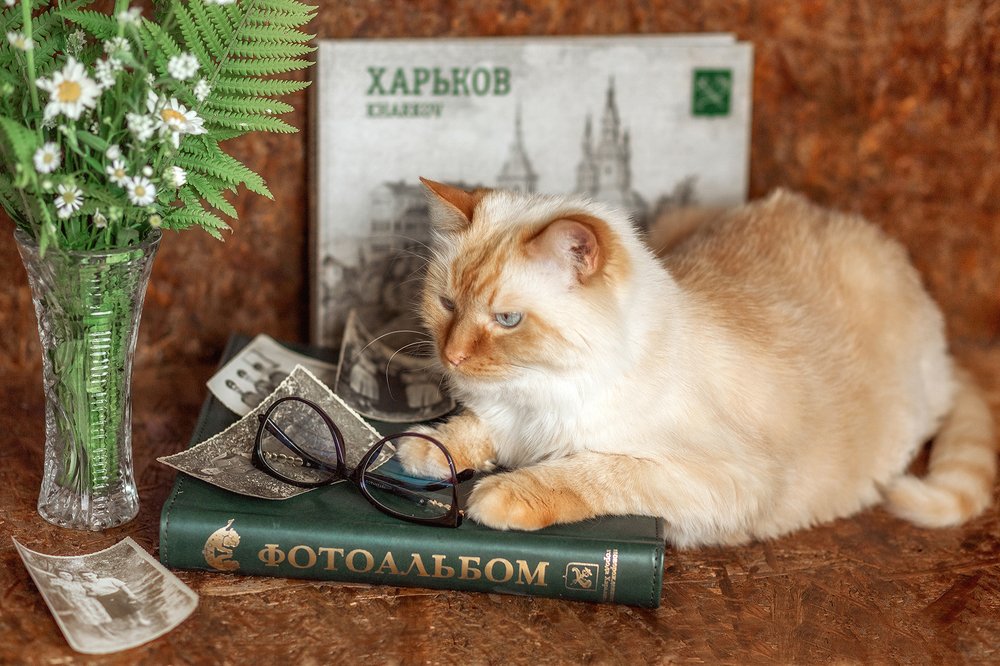 Просматривая старые фотографии