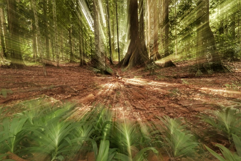 The path of Enlightenment