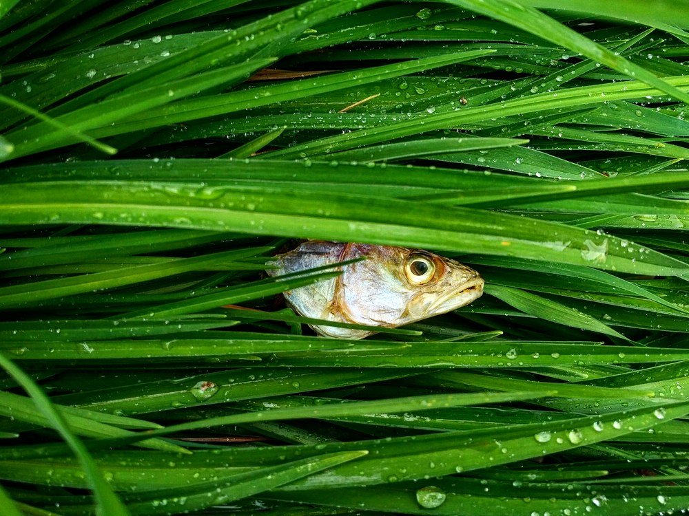 Будь внезапен, как судак в кустах!