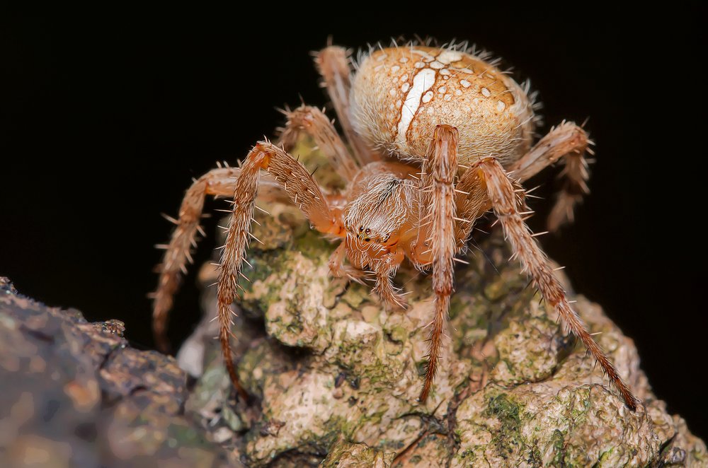 Ragno crociato / Araneus diadematus
