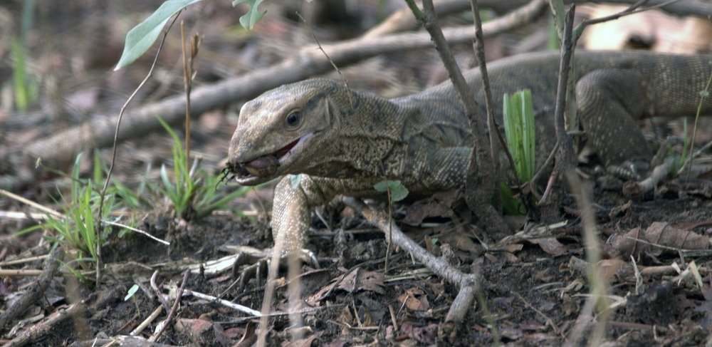 Monitor lizard with kill