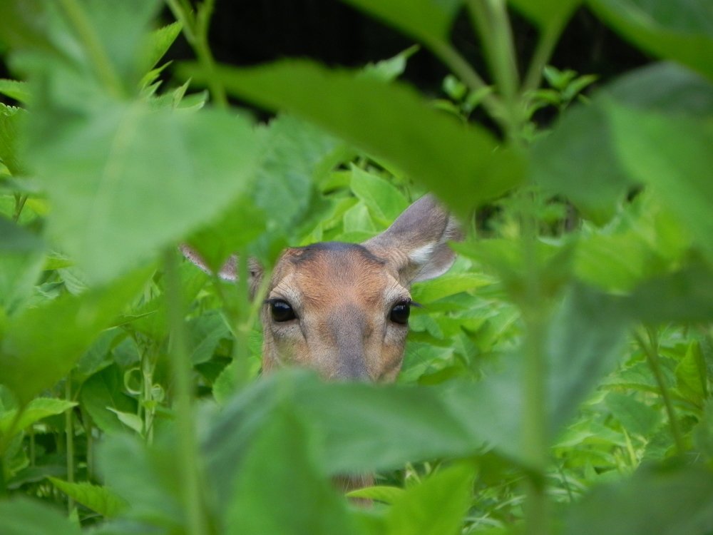 Doe Hiding