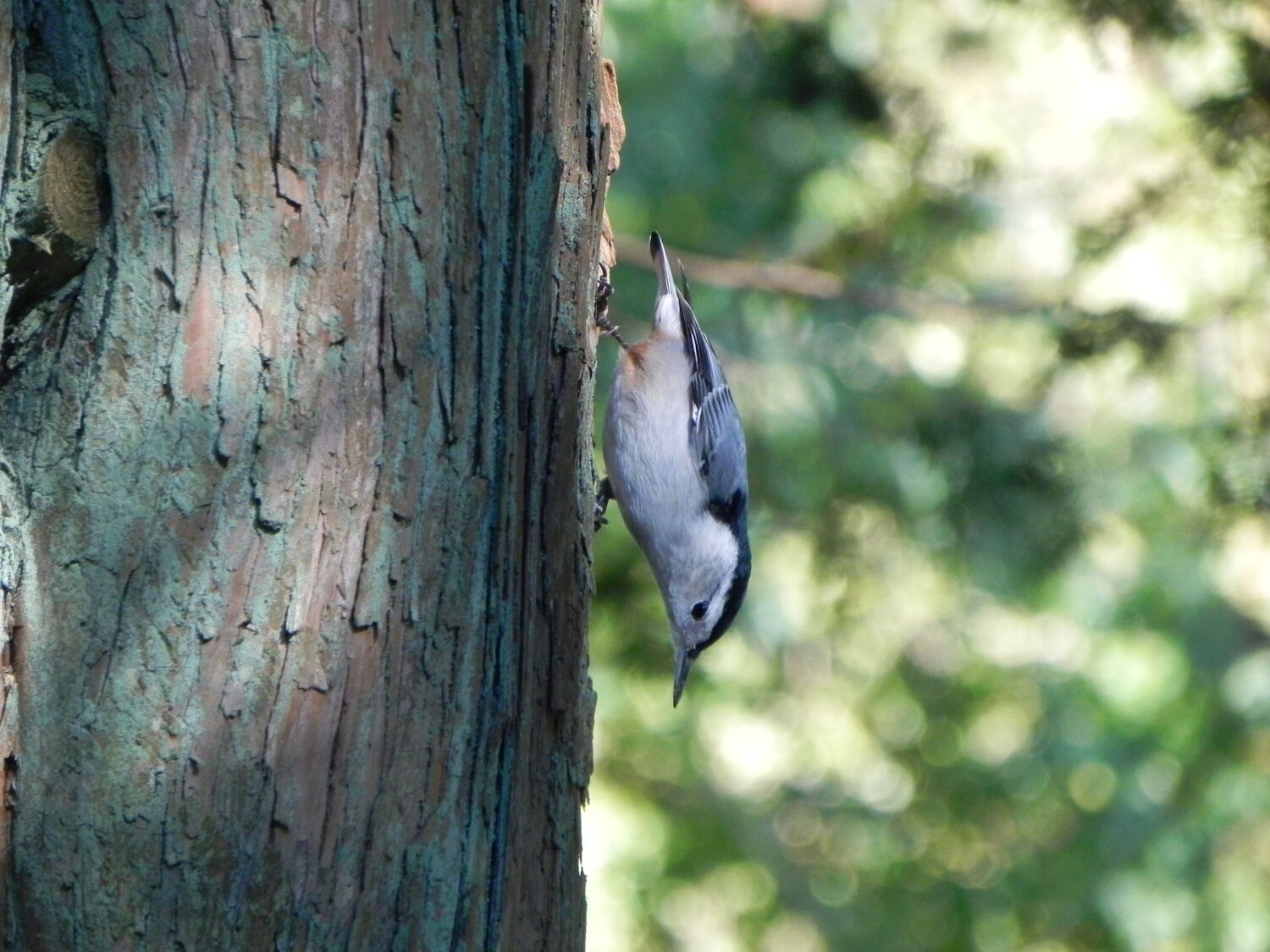 Nuthatch