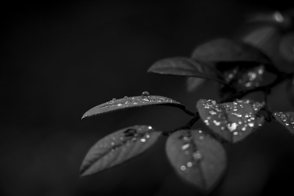 Drops