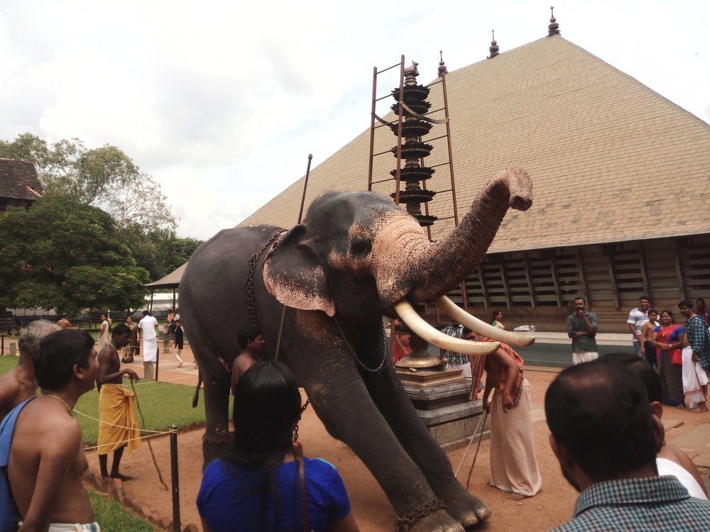 Voice of an Elephant