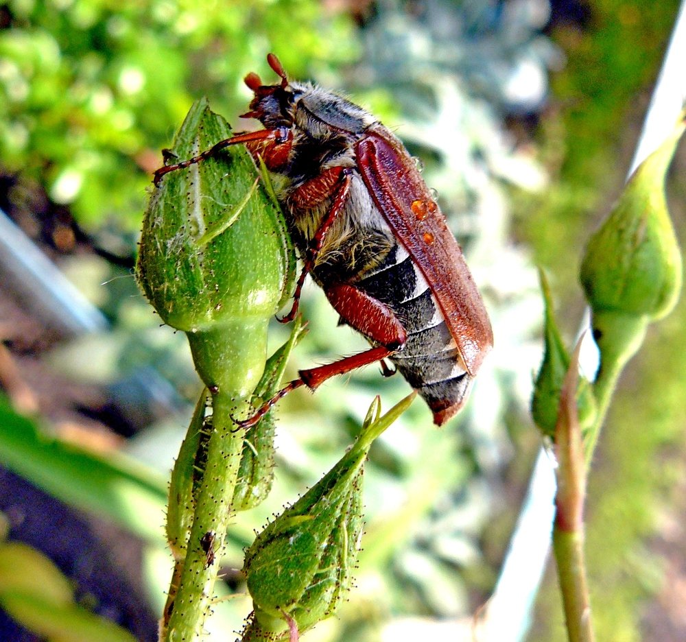 РОЗА НА ЗАВТРАК
