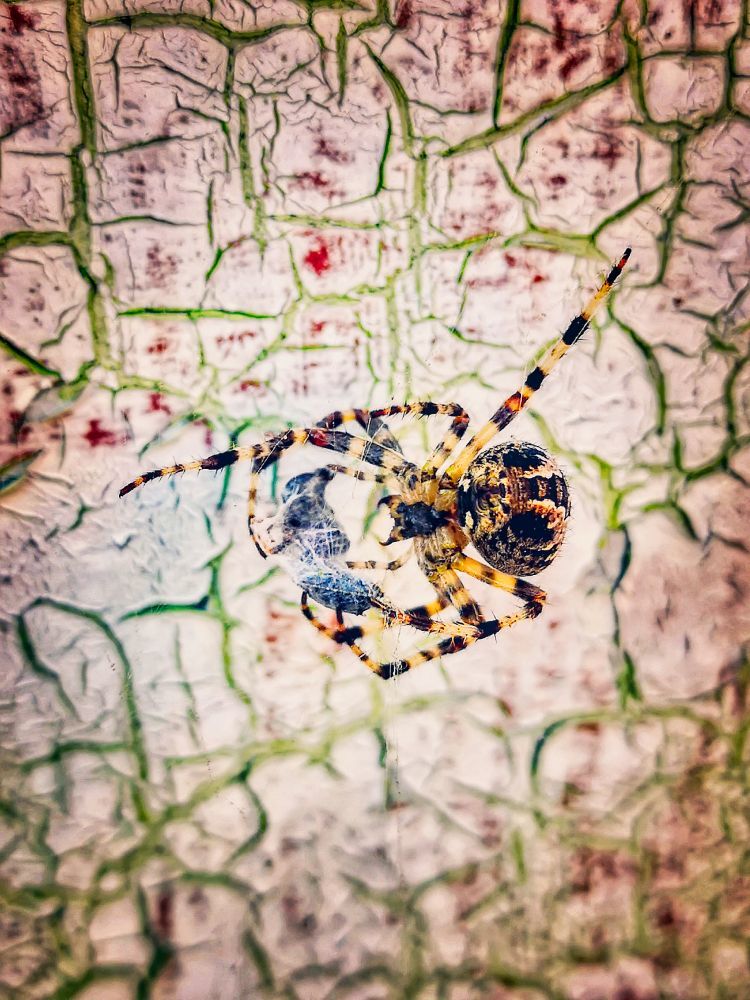 Pok a zsakmannyal - HDR - ON1 - SL