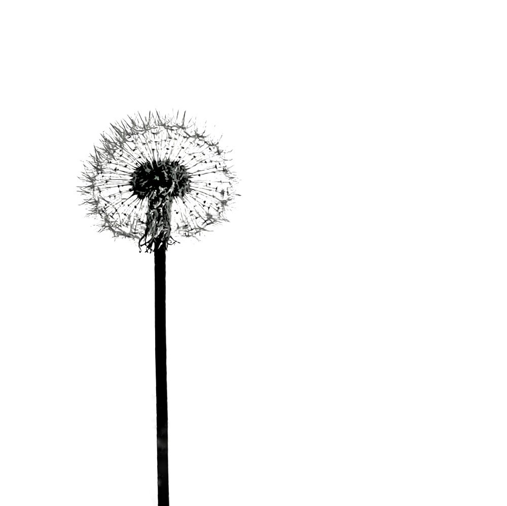 Dandalions