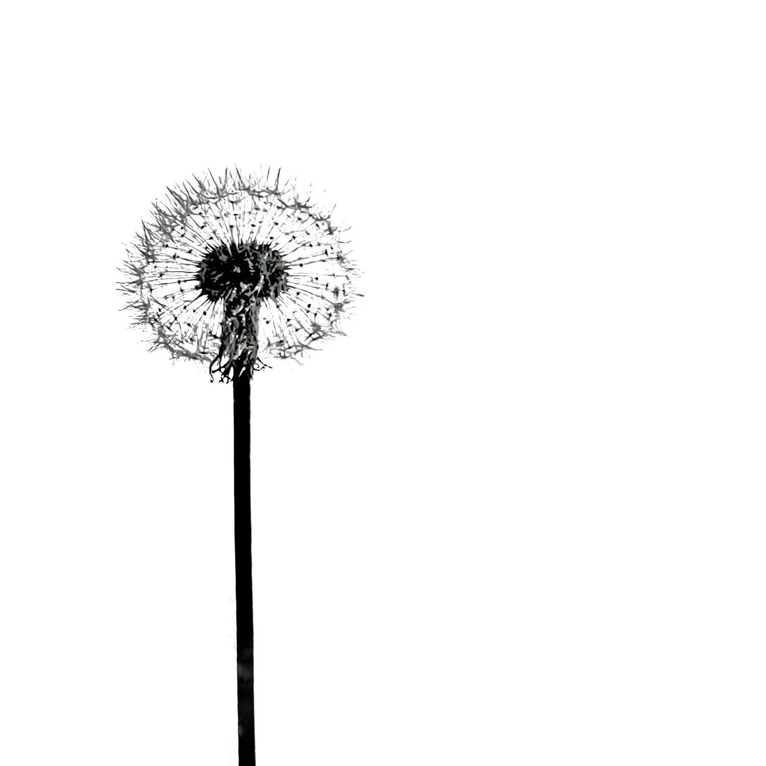 Dandalions