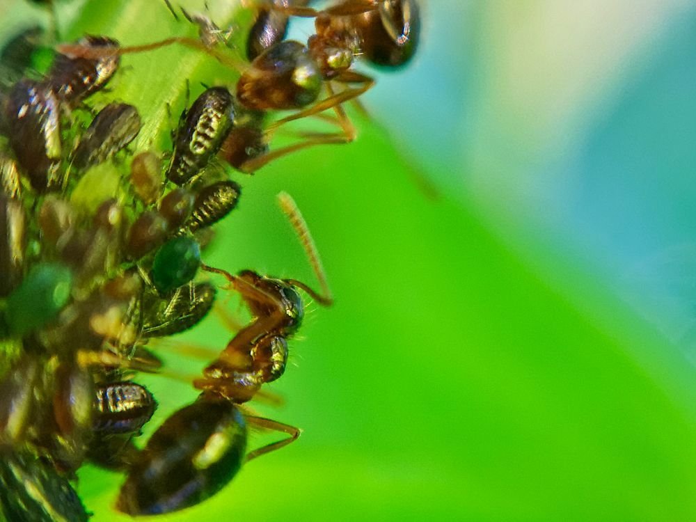 Hangyak es leveltetvek - HDR - ON1 - SL - SuperMacro