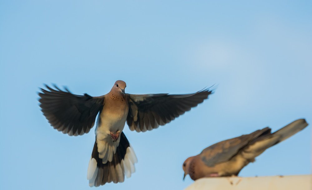 Photograph by Edgar Hutching