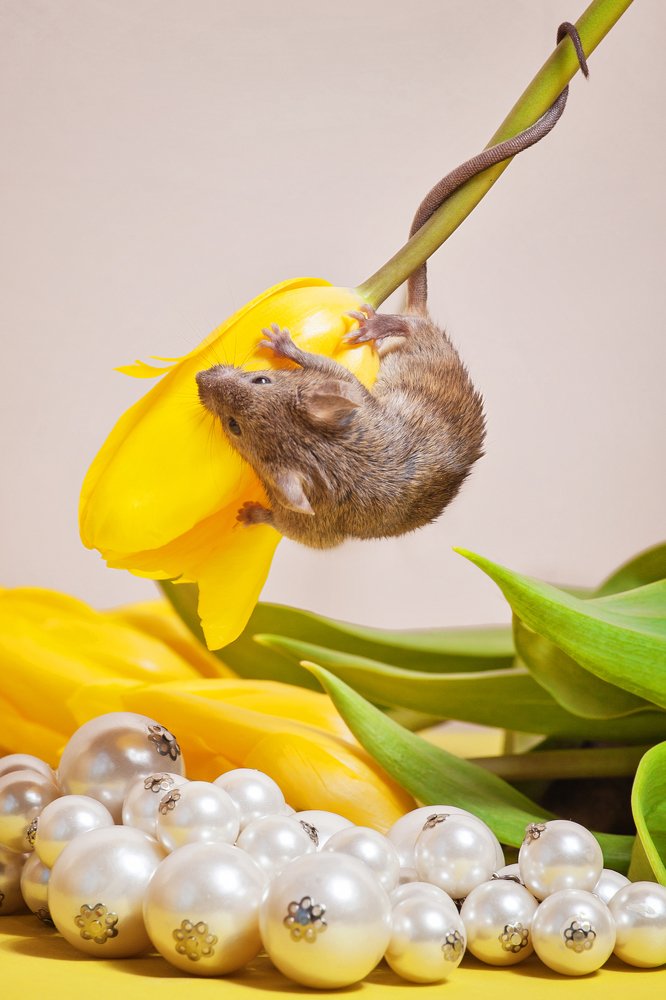 Мышка-модница