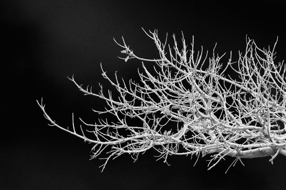 dreaming of winter...