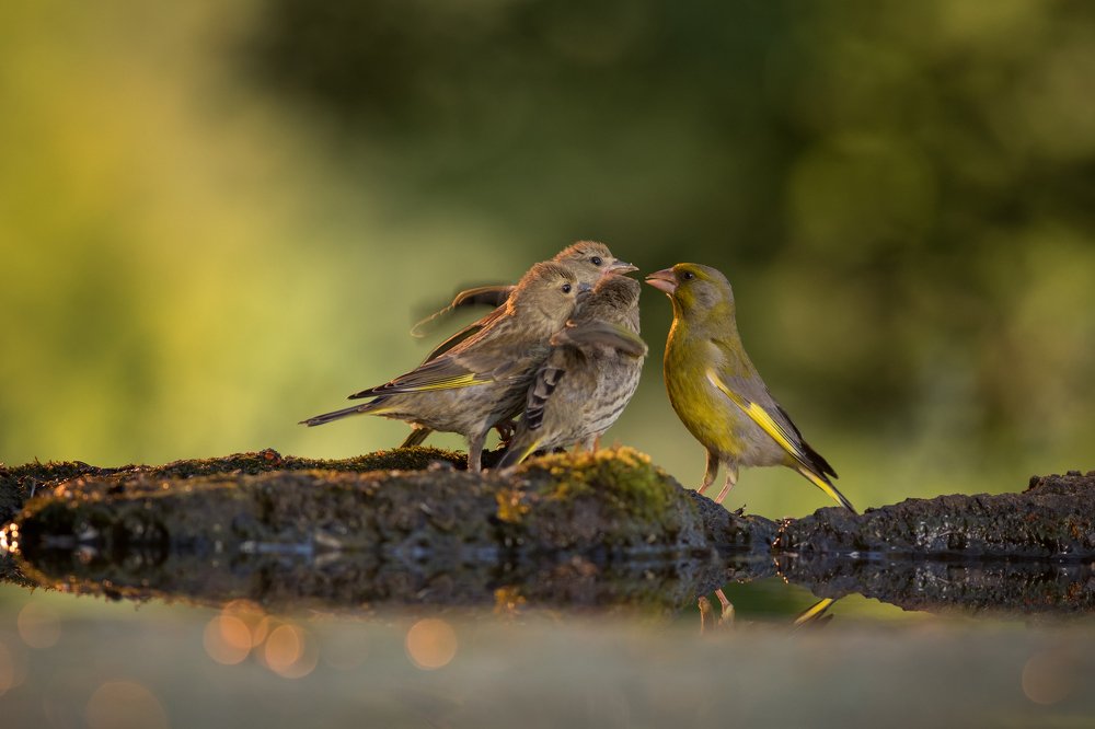 European greenfinch chicks asking for food