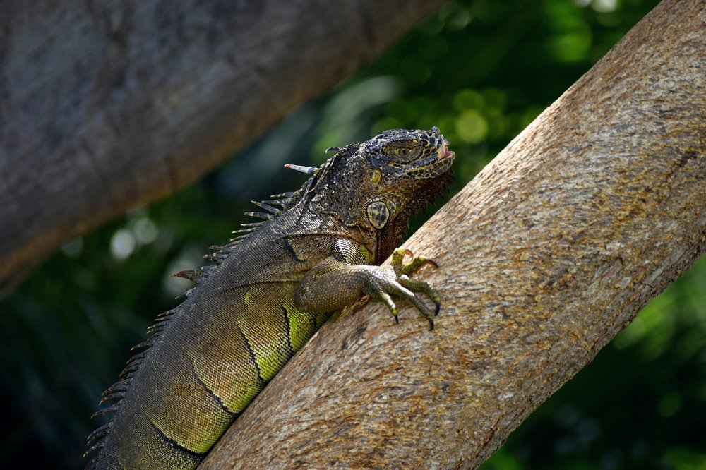 Green Iguana's skin