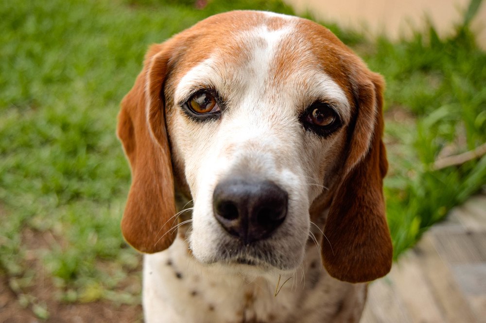 Staring at the eyes of a dog...