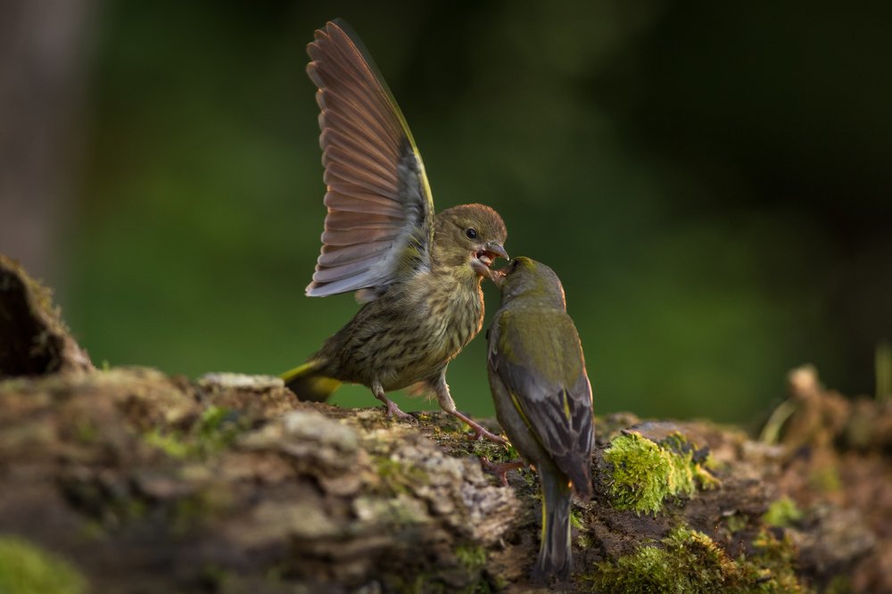 Juvenile european greenfinch asking for food from her parent.