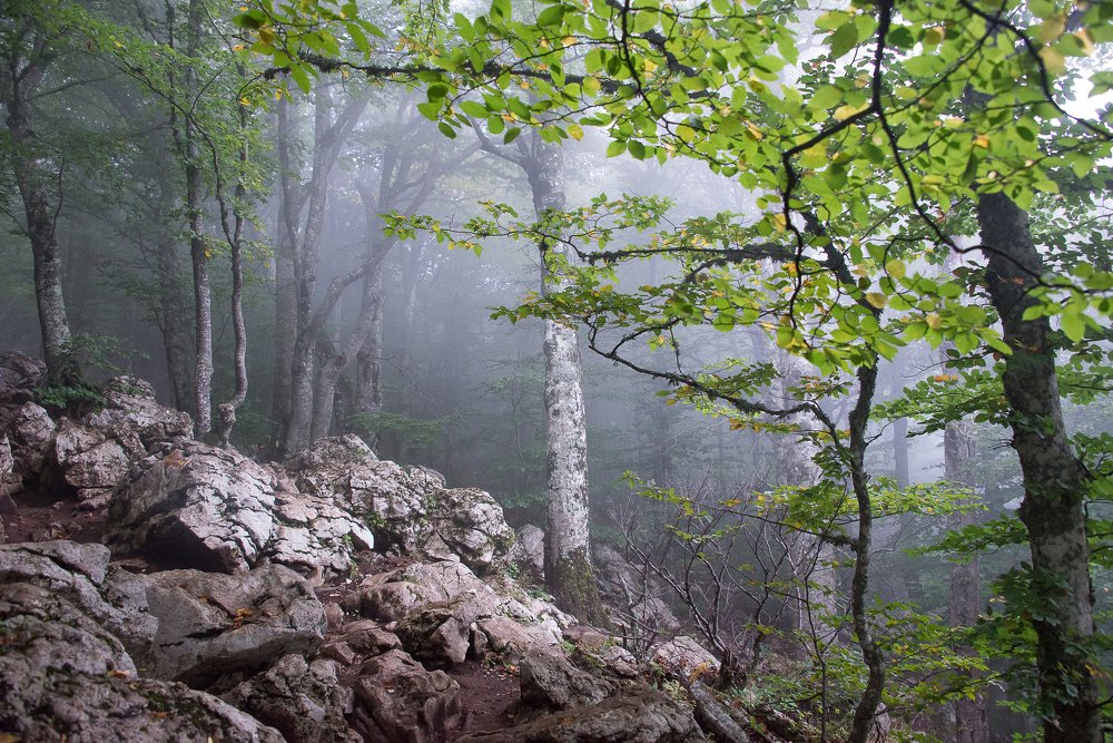 Дождливый день на Ай-Петри