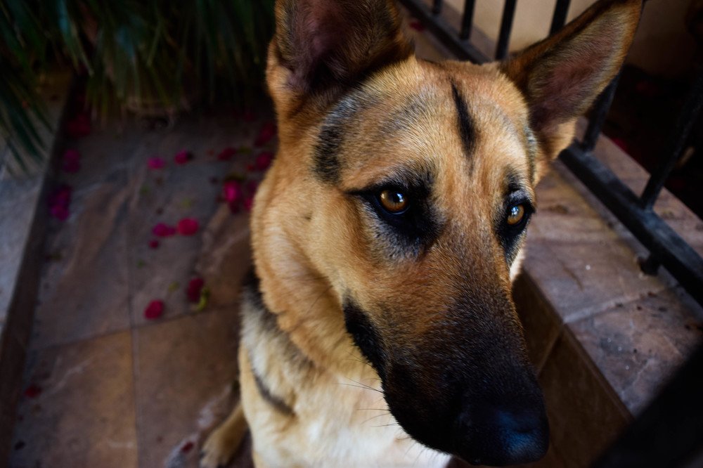 Staring at the eyes of a dog...